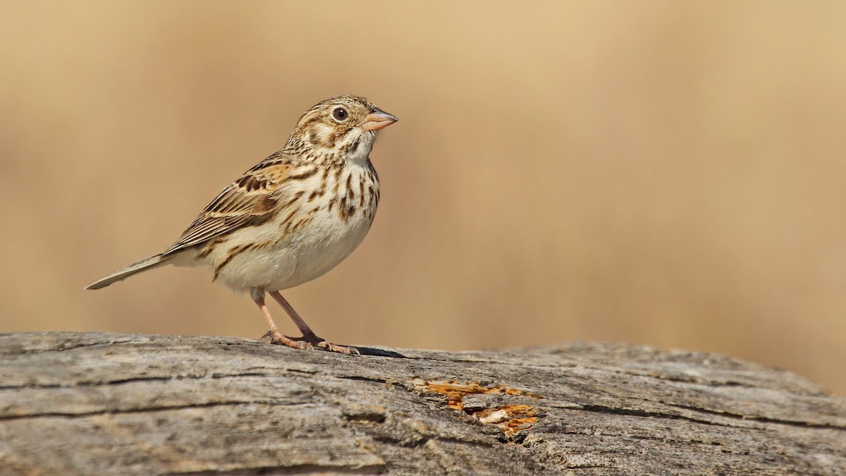 Vesper Sparrow - ML126381791