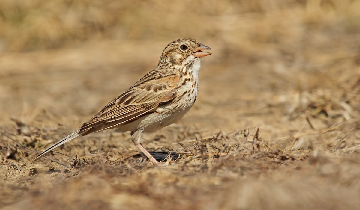 Vesper Sparrow - ML126381811