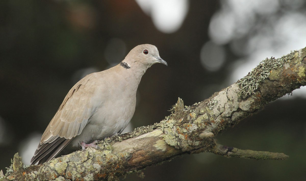 Eurasian Collared-Dove - Ryan Schain