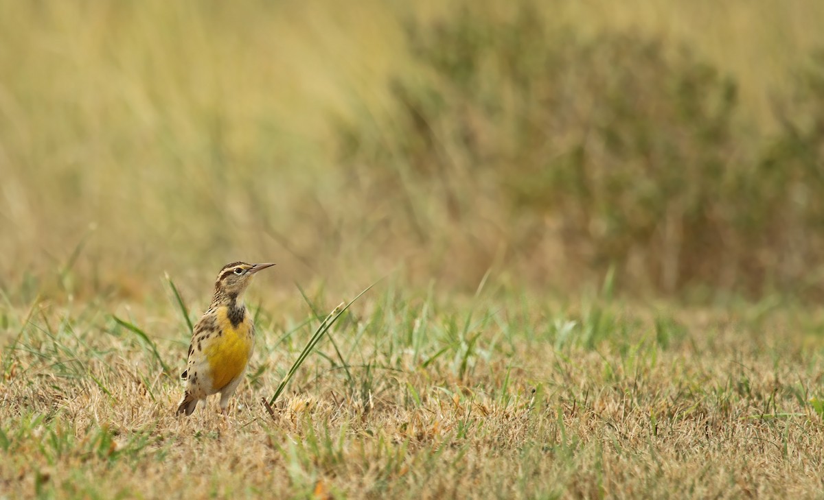 Western Meadowlark - ML126382371