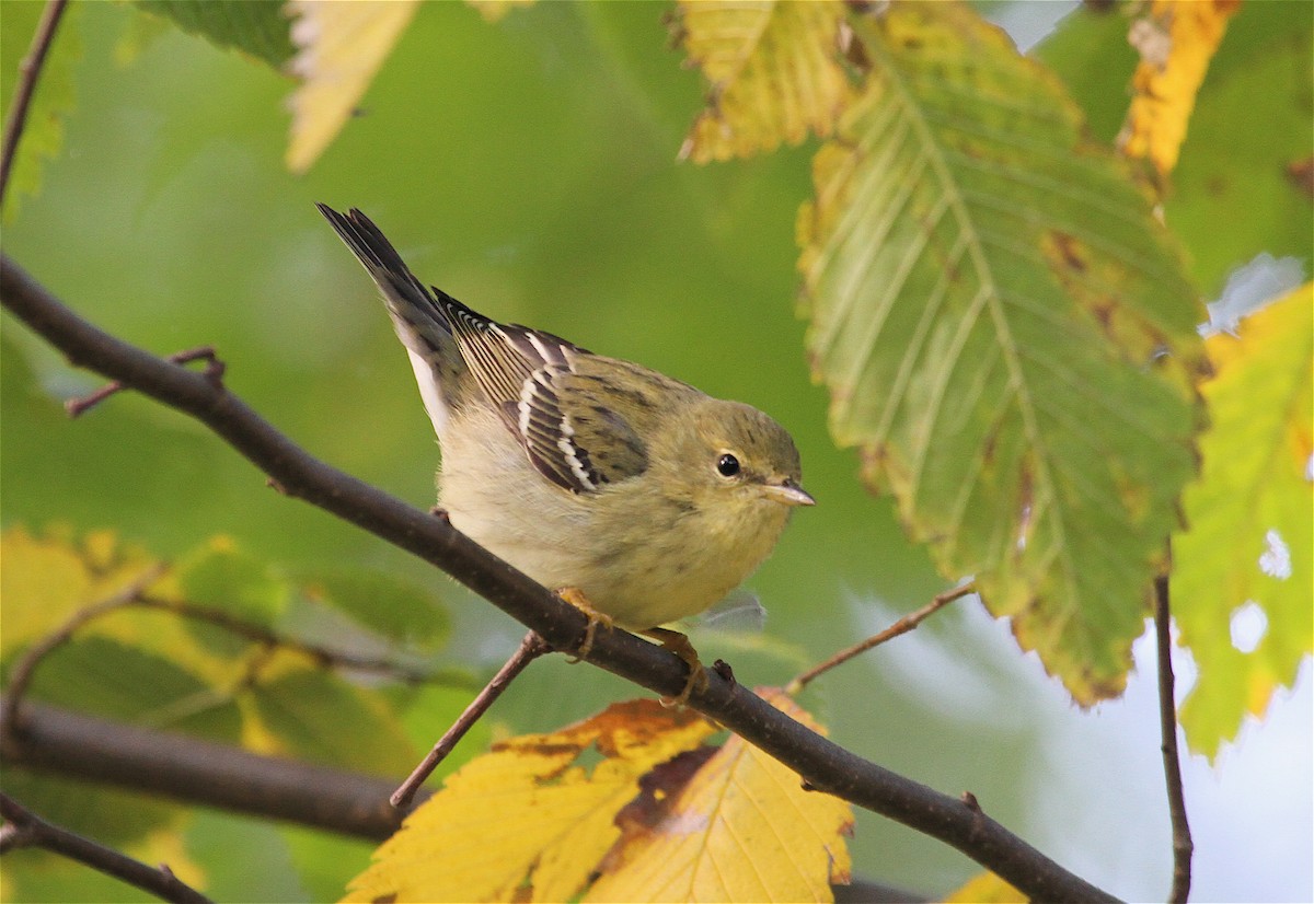 Paruline rayée - ML126382861