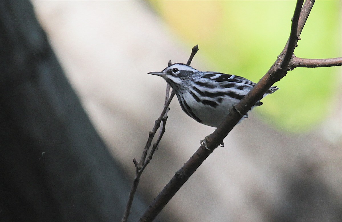 Paruline noir et blanc - ML126382951