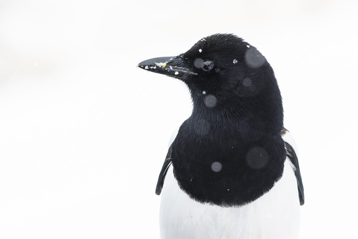 Black-billed Magpie - ML126383221