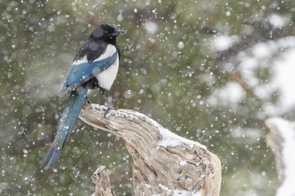 Black-billed Magpie - ML126383371