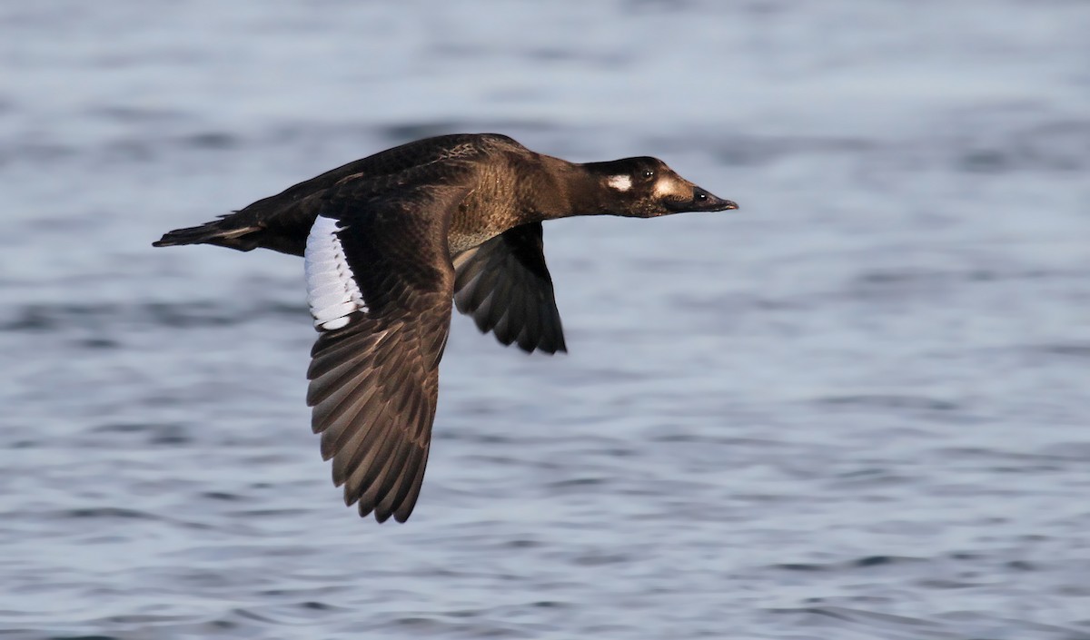 White-winged Scoter - ML126383691