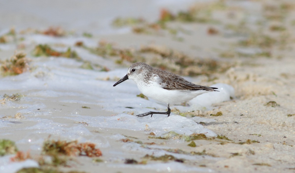 Western Sandpiper - Vince Capp