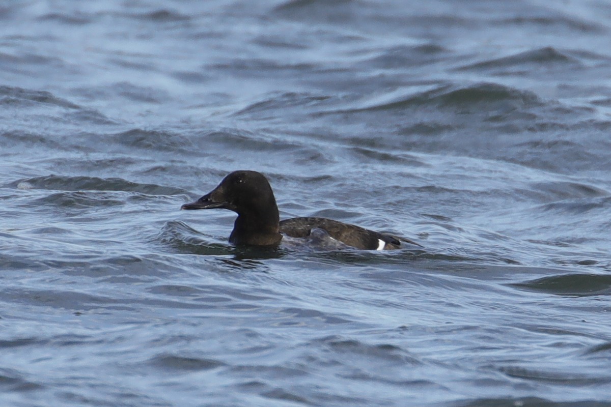 White-winged Scoter - ML126384831