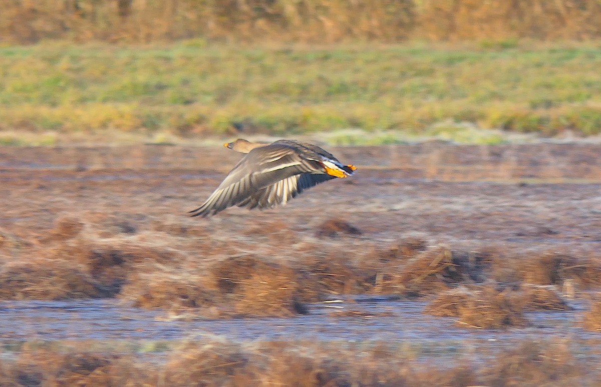 Tundra Bean-Goose - Janet Kelly