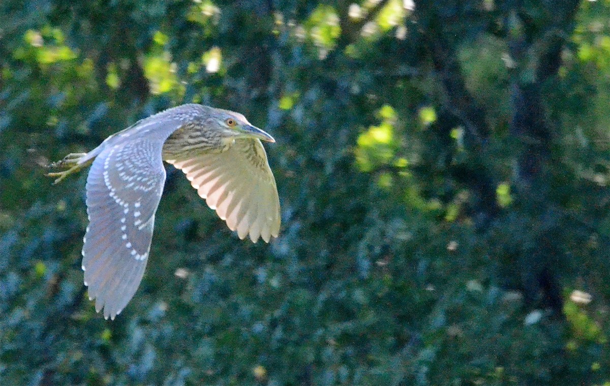 Black-crowned Night Heron - ML126387041