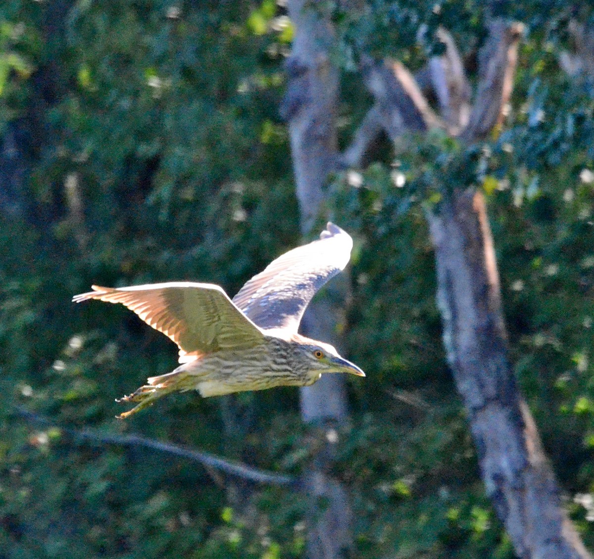 Black-crowned Night Heron - ML126387051