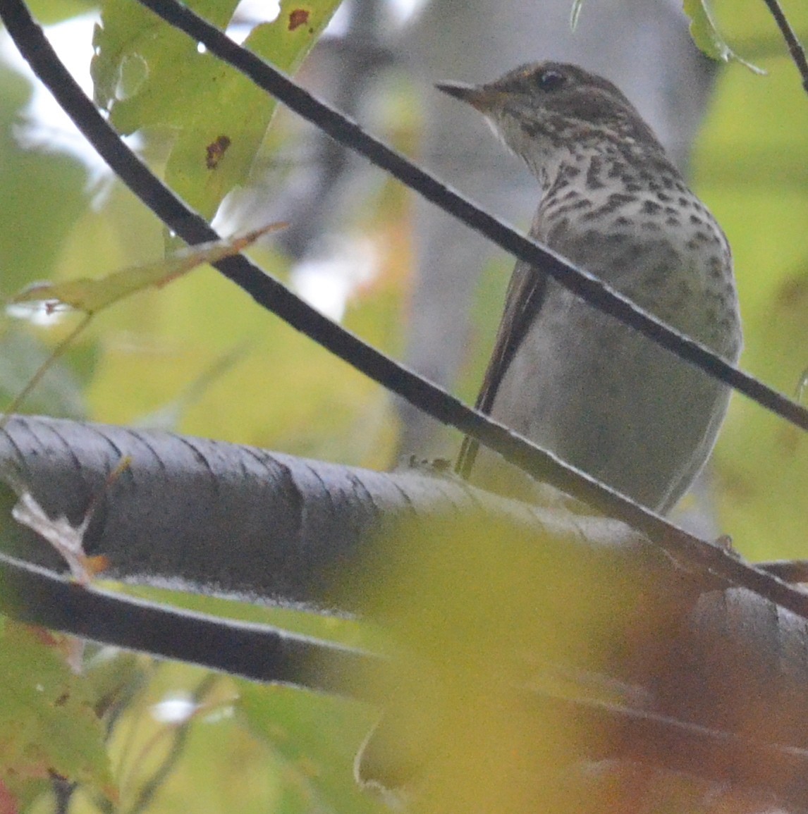 Gray-cheeked/Bicknell's Thrush - ML126387281