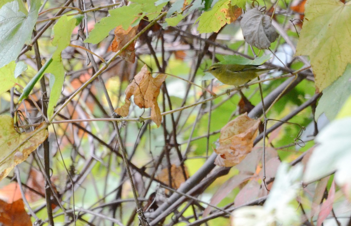 Tennessee Warbler - ML126389001
