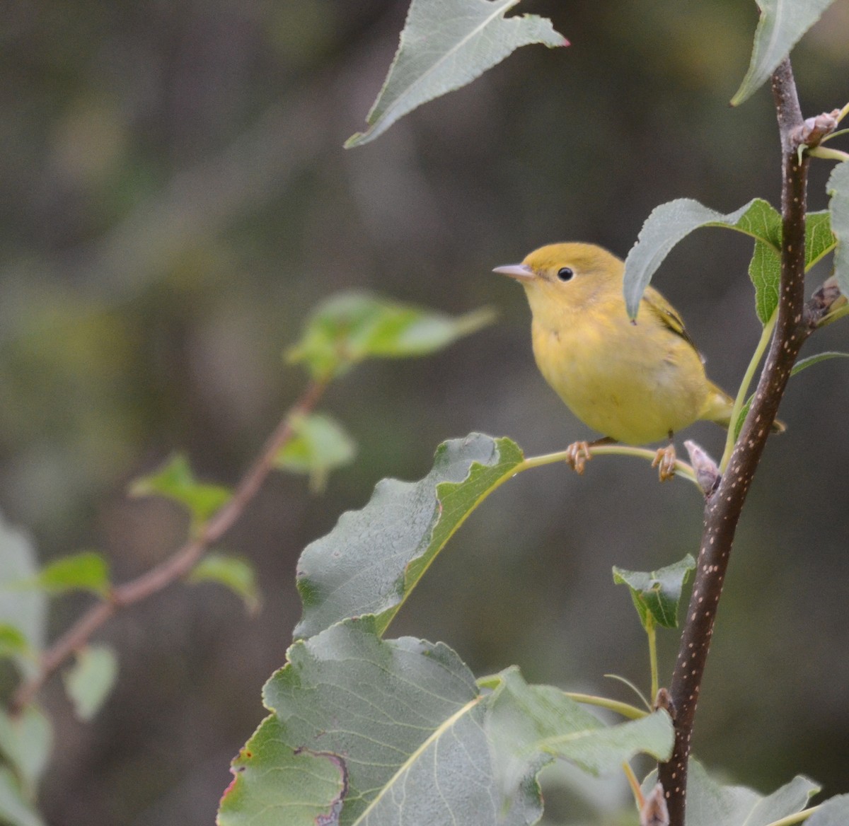 Yellow Warbler (Northern) - ML126389021