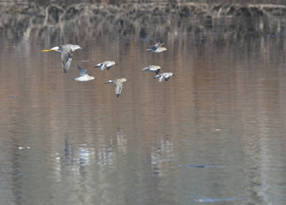 Dunlin - ML126389311