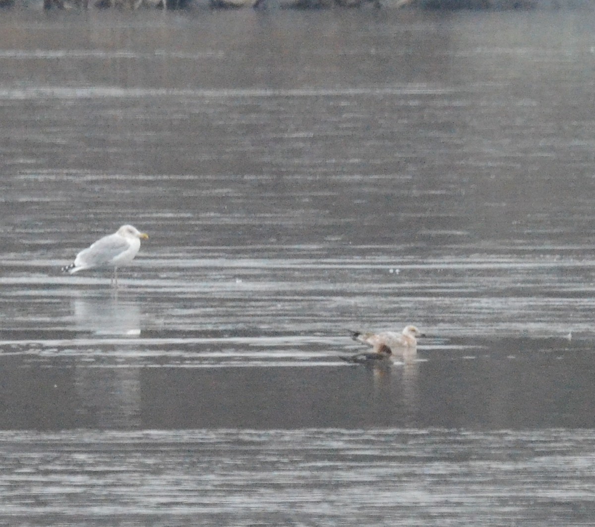 goéland ou mouette sp. - ML126390571