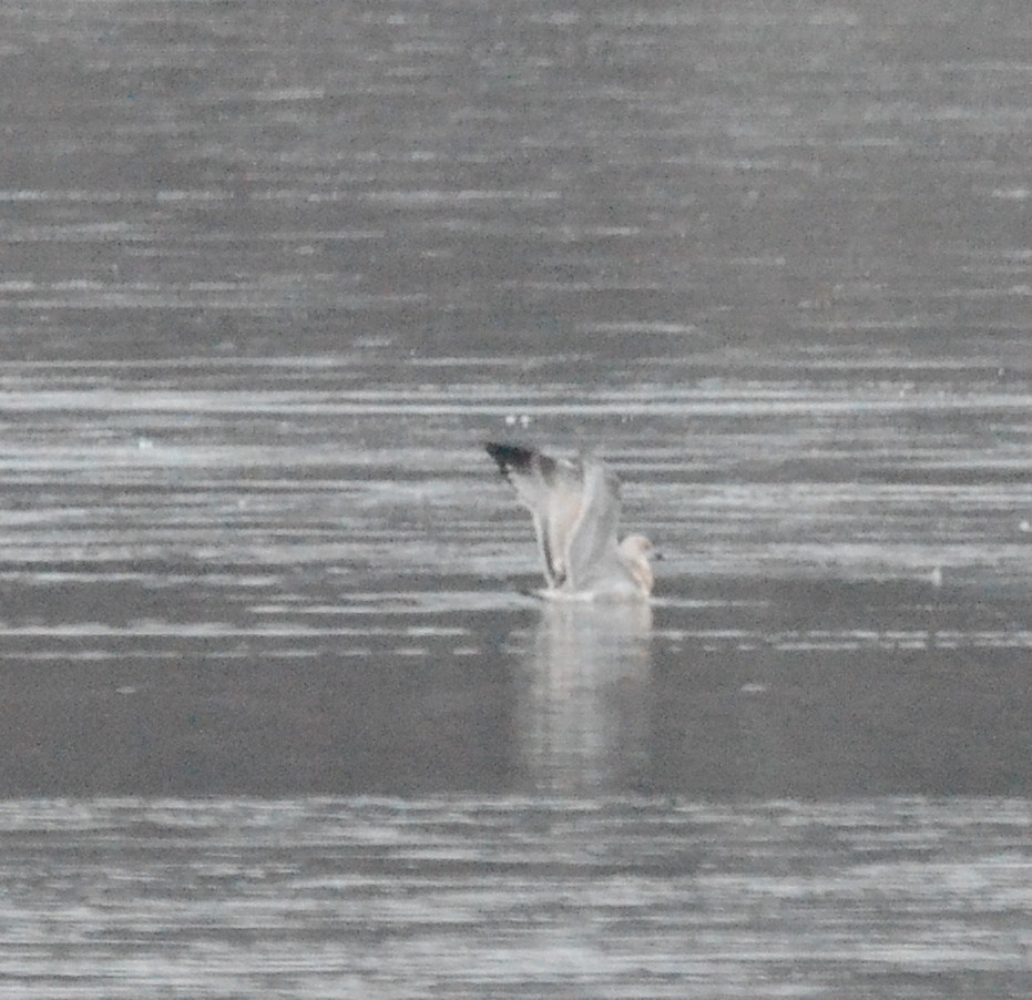 goéland ou mouette sp. - ML126390581