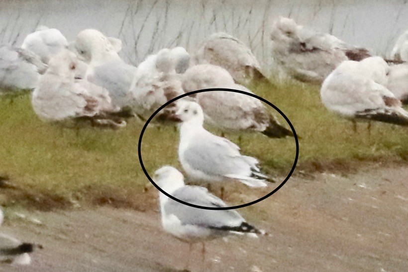 Black-headed Gull - ML126390911