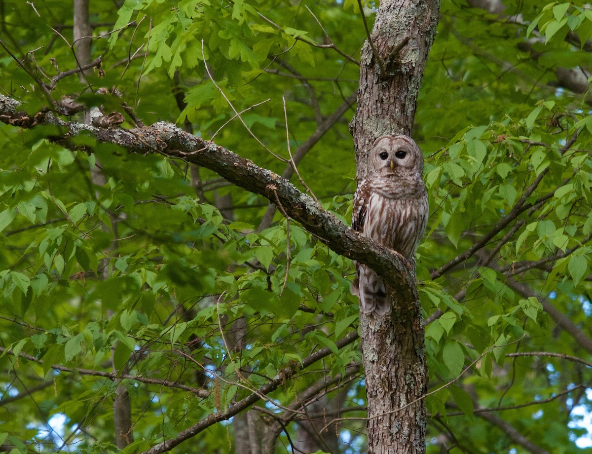 Barred Owl - ML126391621