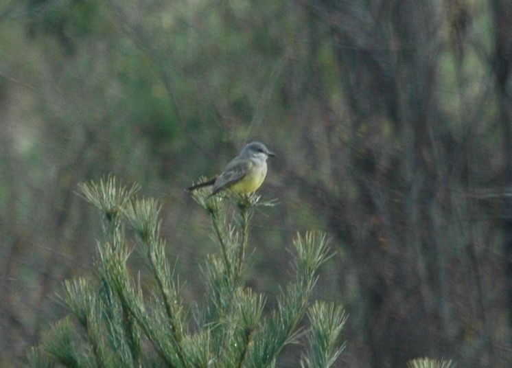 Cassin's Kingbird - ML126391811