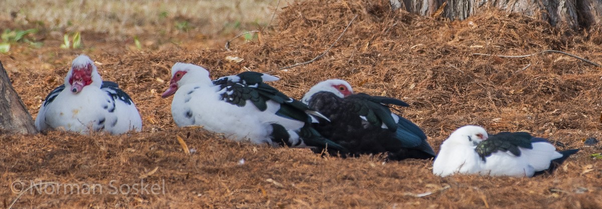 Muscovy Duck (Domestic type) - ML126392061