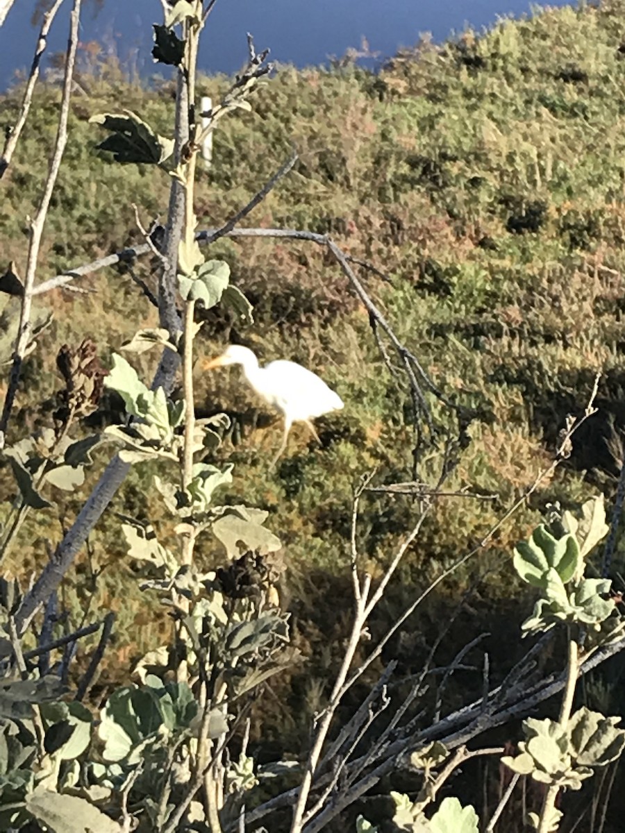 Western Cattle Egret - ML126392111