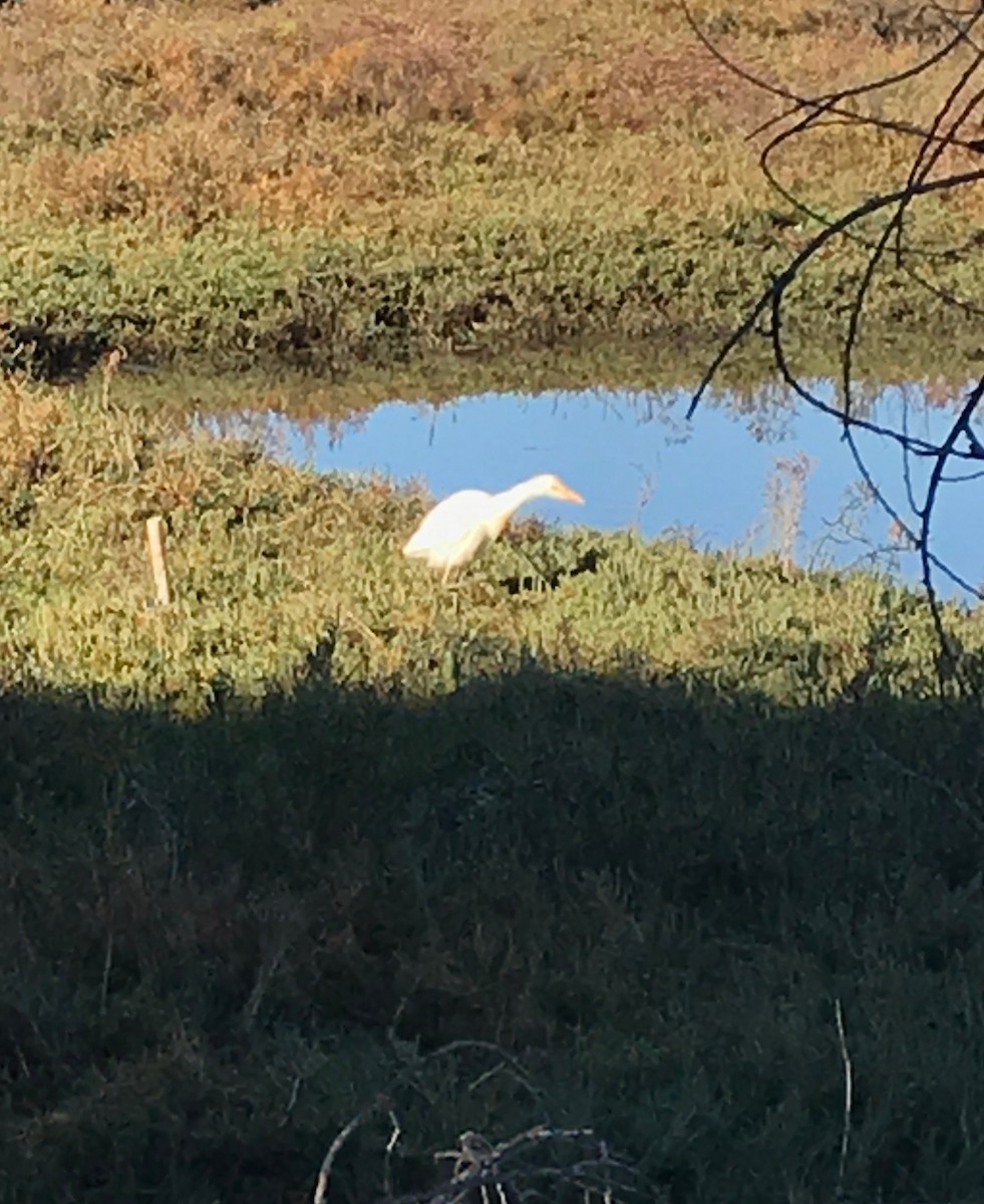 Western Cattle Egret - ML126392121