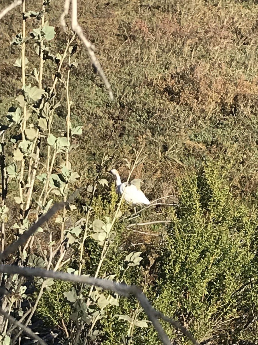 Western Cattle Egret - ML126392131