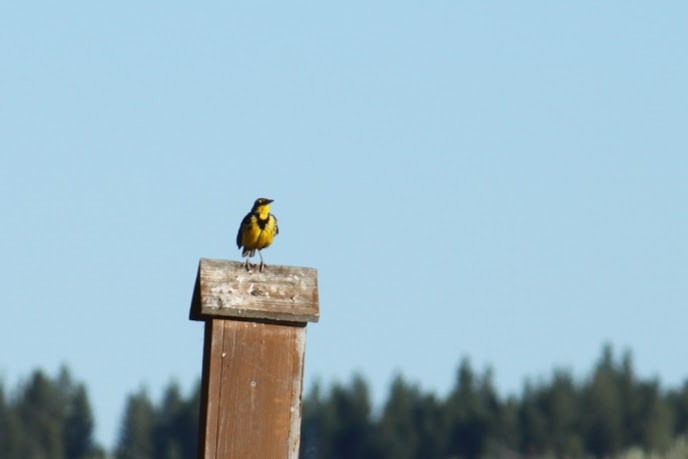 Western Meadowlark - Steve Hofhine