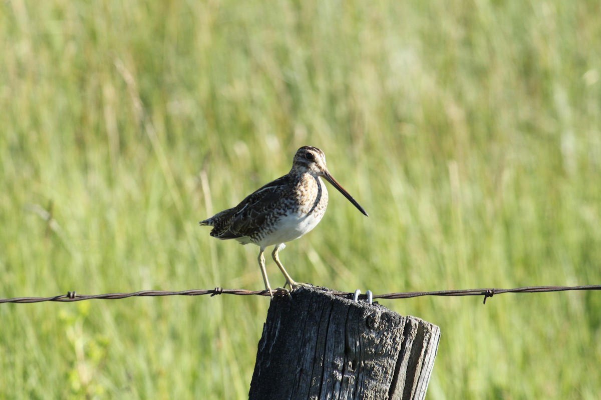 Wilson's Snipe - Steve Hofhine