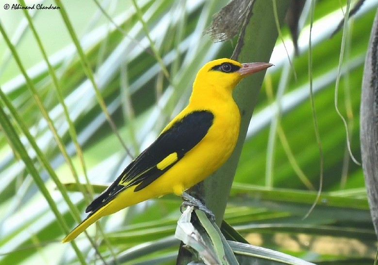 Indian Golden Oriole - Abhinand C