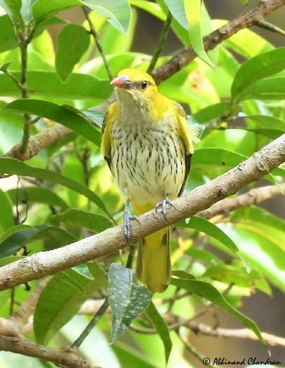 Indian Golden Oriole - Abhinand C