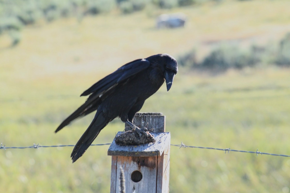 Common Raven - Steve Hofhine