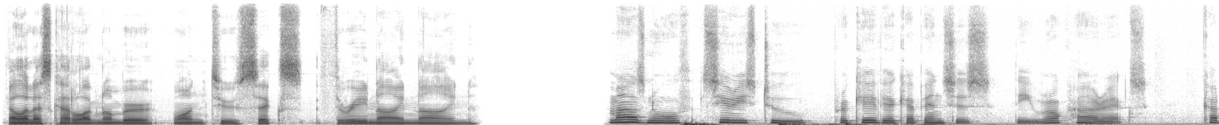 Rock Hyrax - ML126399