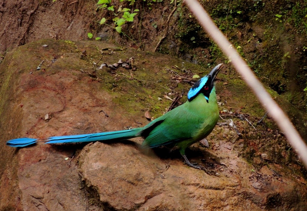 Andean Motmot - ML126400971