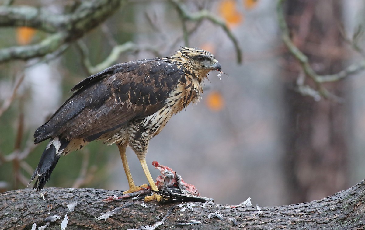 Great Black Hawk - Buteogallus urubitinga - Birds of the World
