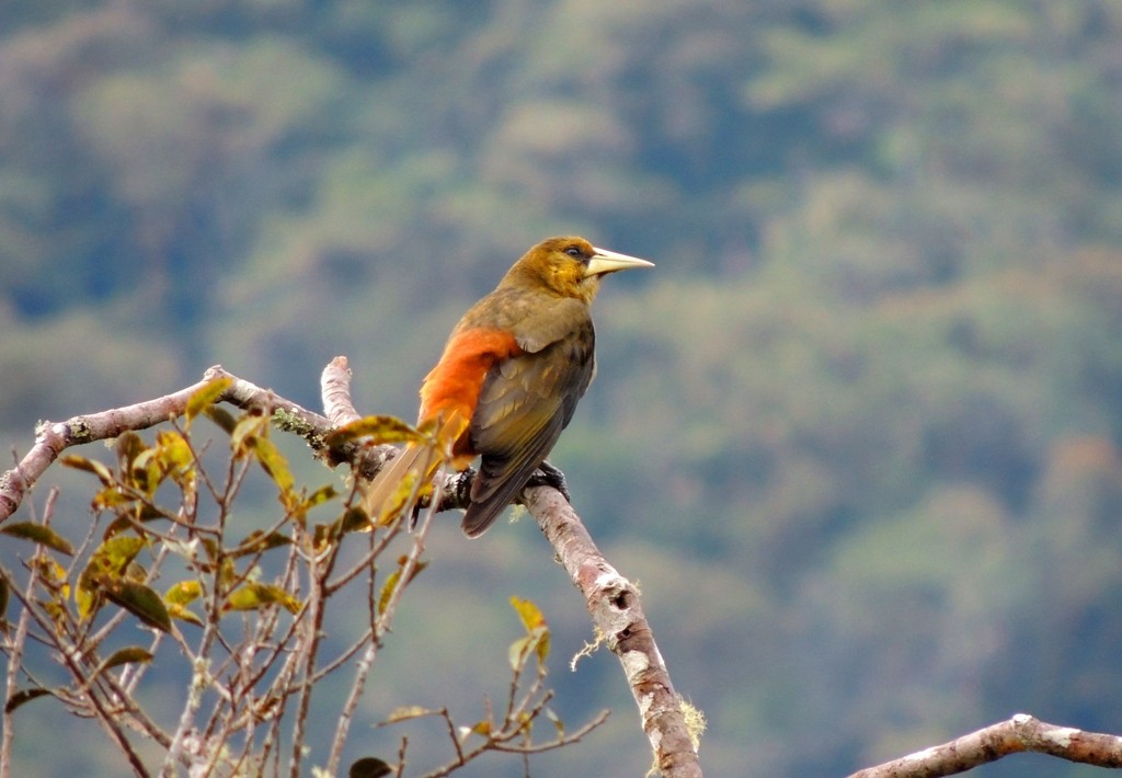 Dusky-green Oropendola - ML126401071