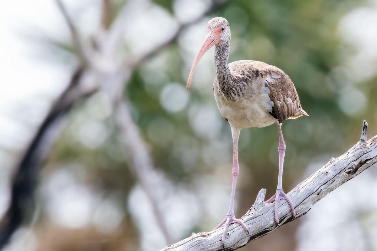 Ibis blanc - ML126401461