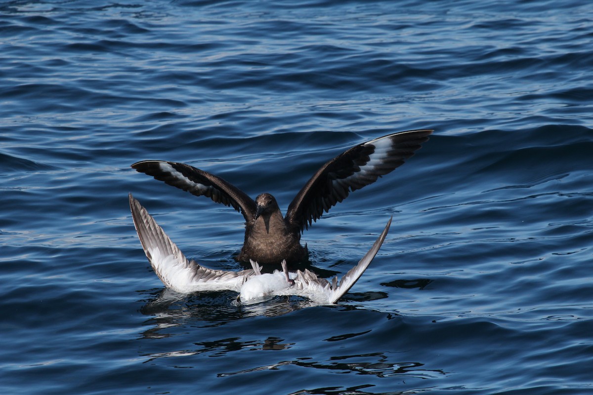 South Polar Skua - ML126401511