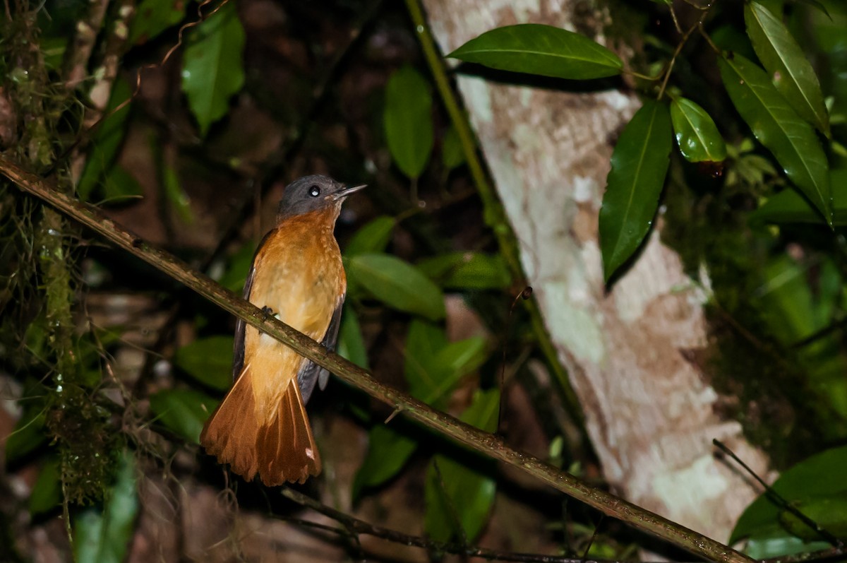 Rufous-tailed Attila - ML126401801