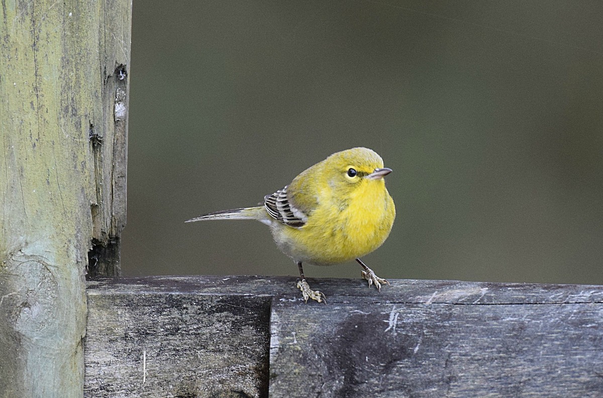 Pine Warbler - ML126402911