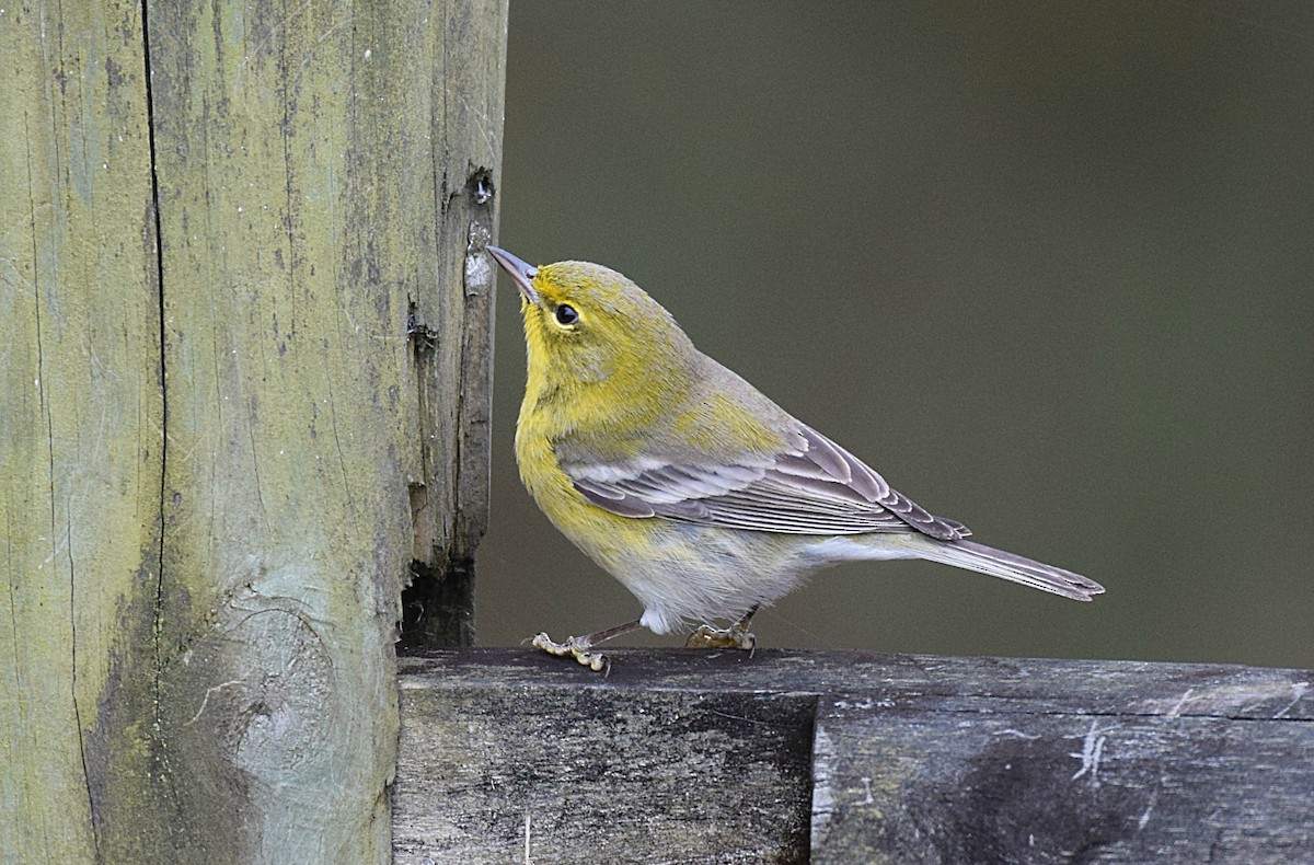 Pine Warbler - ML126402921