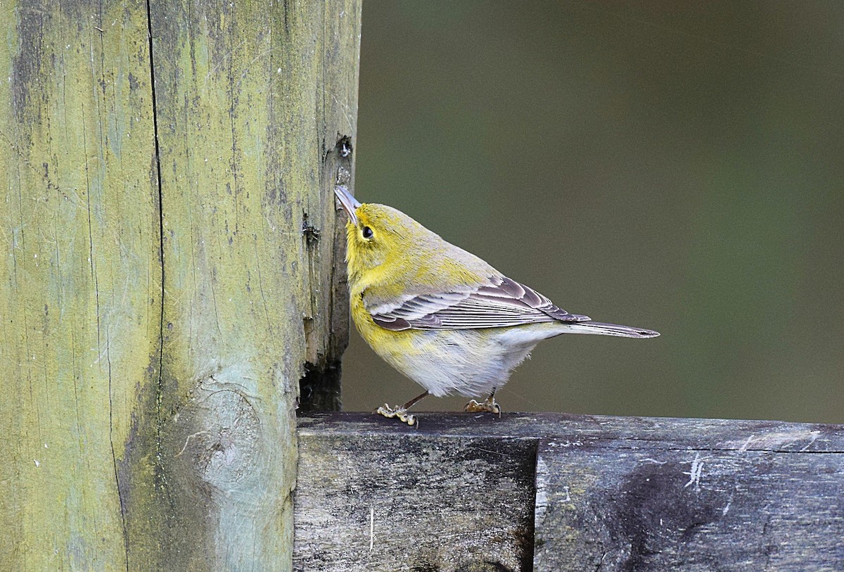 Pine Warbler - ML126402931