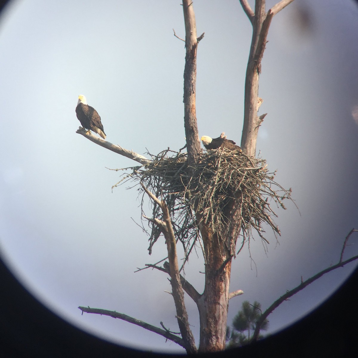 Bald Eagle - ML126403171