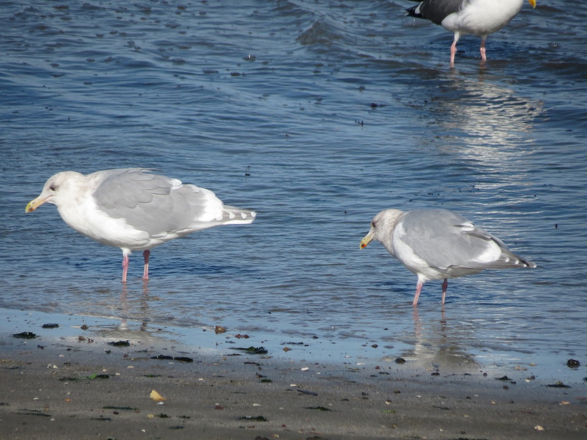 Glaucous-winged Gull - ML126404351