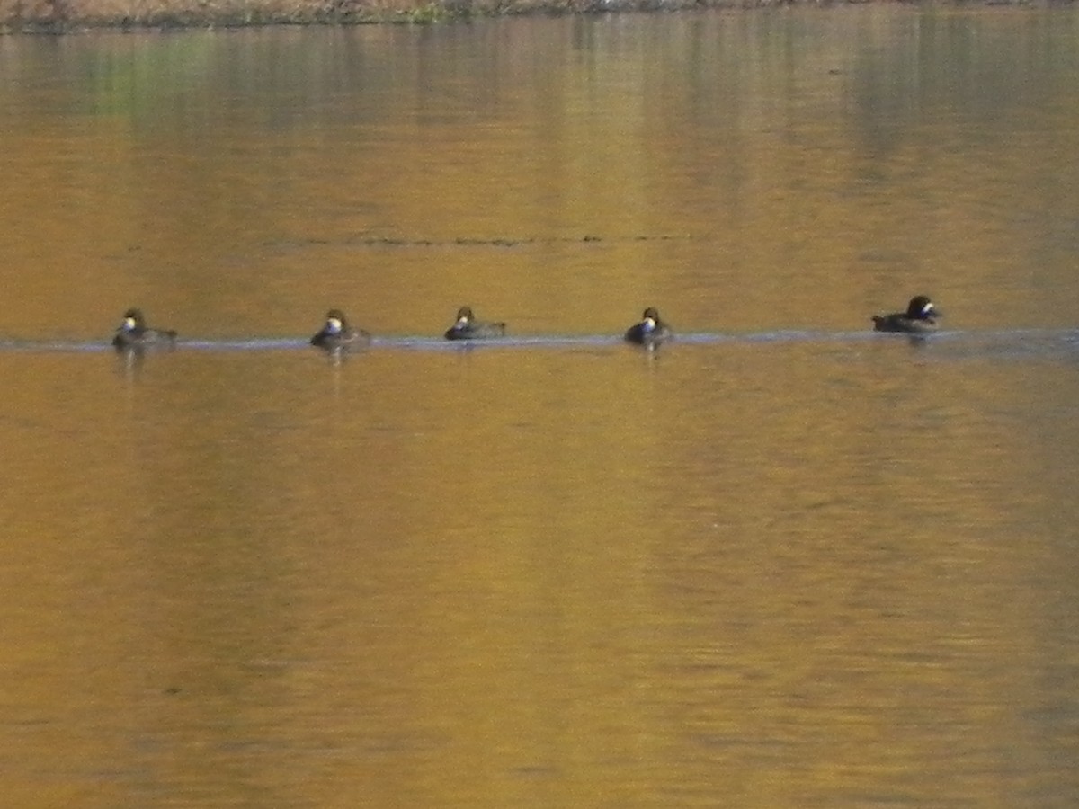 Lesser Scaup - ML126405181