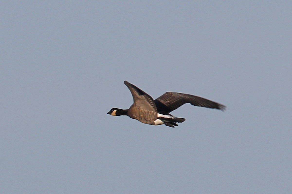 Cackling Goose (minima) - ML126405251