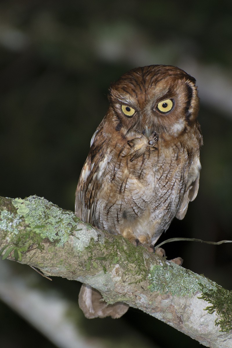 Tropical Screech-Owl - João Salvador