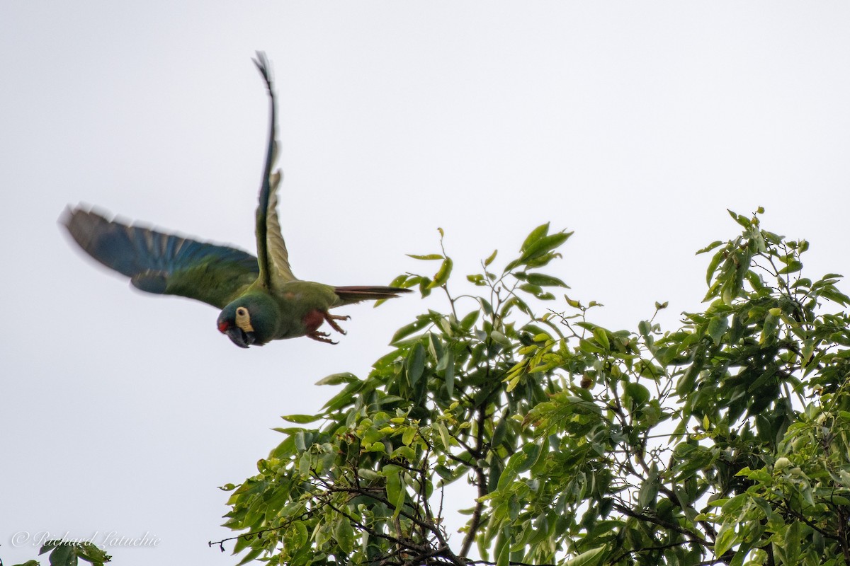 Blue-winged Macaw - ML126405431