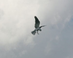 Weißschwanzaar - ML126405601