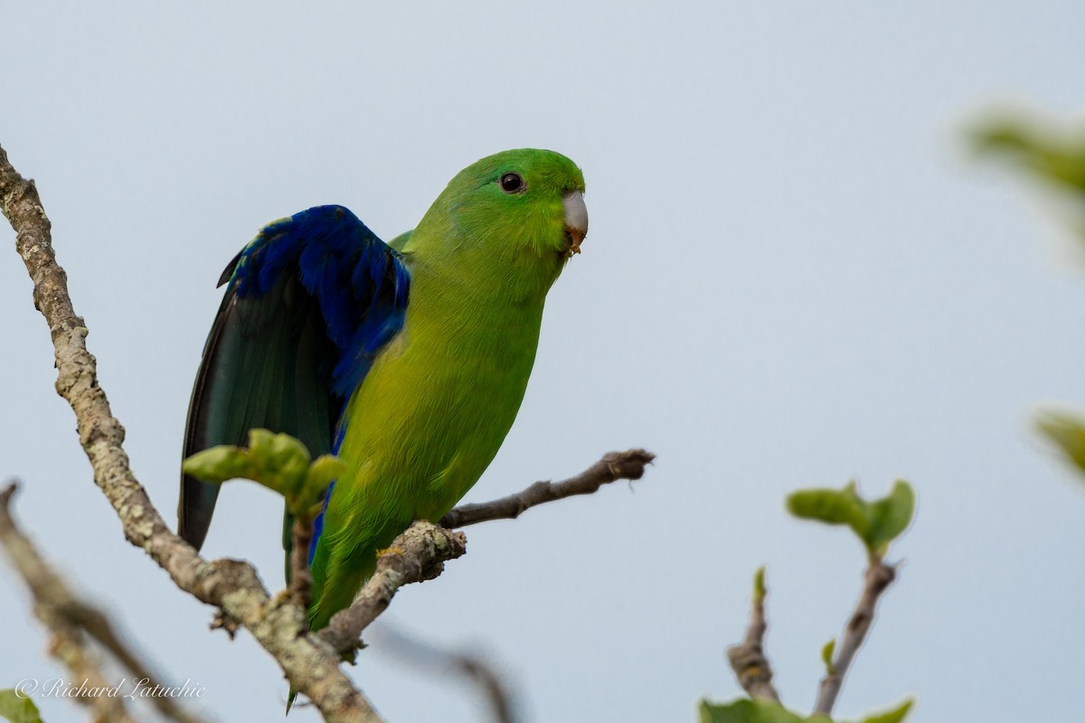 Cobalt-rumped Parrotlet - Richard Latuchie